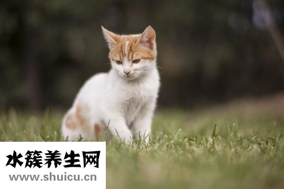 猫膀胱炎怎么治疗