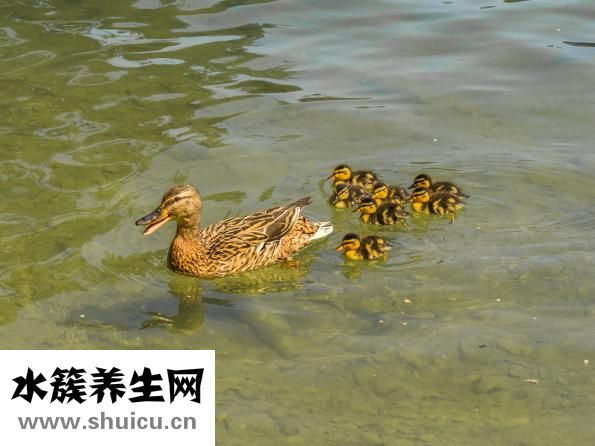 小鸭子怎么喂