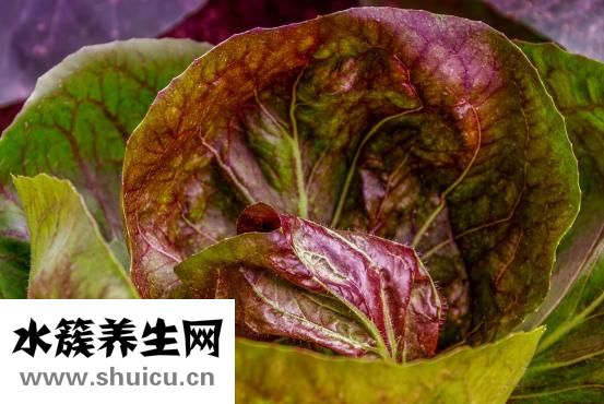 白菜烂心怎么回事