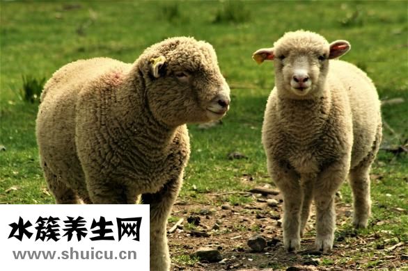 毛蛤蜊怎么存