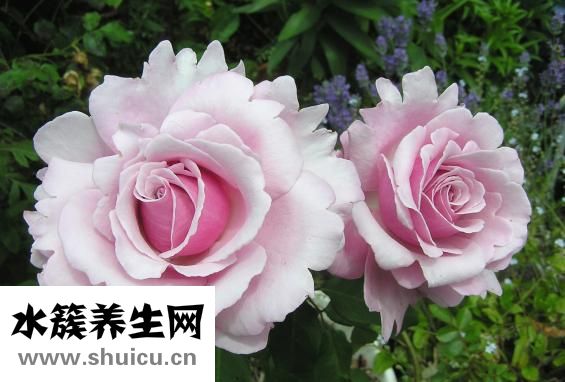裂头蚴怎么治疗