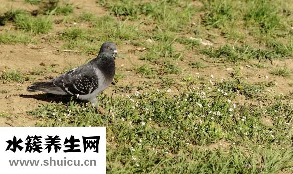 怎么养雏鸟