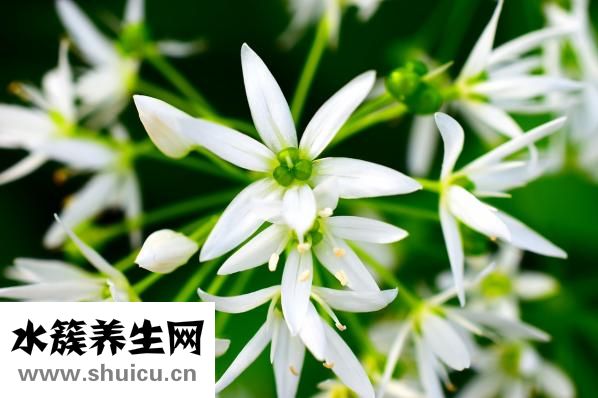 圆顶蚊帐怎么收