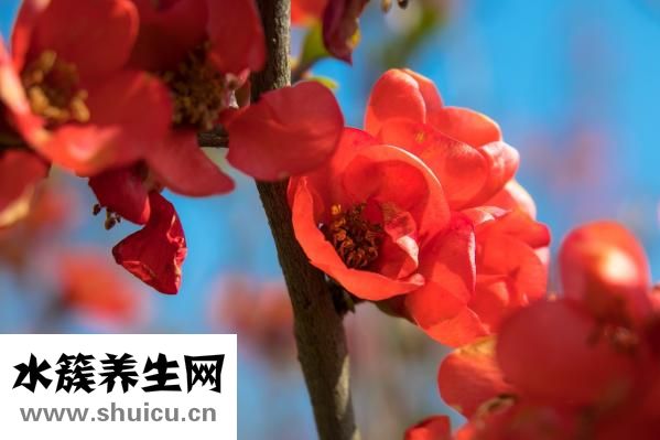断奶时麦芽怎么吃