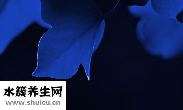 圆脸形怎么扎发好看