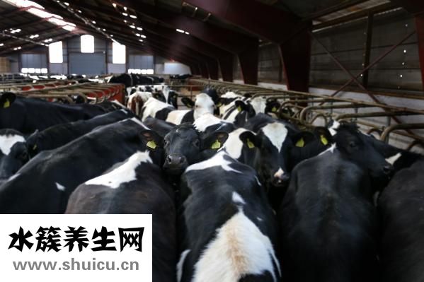 怎么养雏鸟