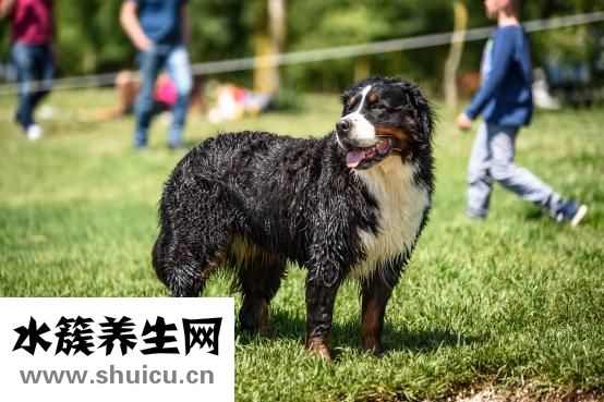 小狗犬瘟热怎么治