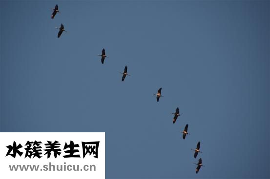 怎么训练老鼠