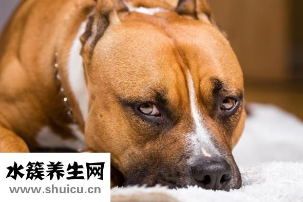 泰迪很凶怎么办