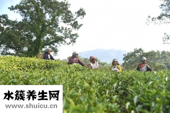 茶面怎么吃