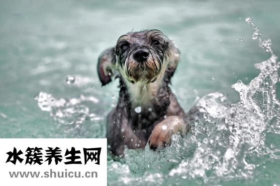 狗狗有钩虫怎么办