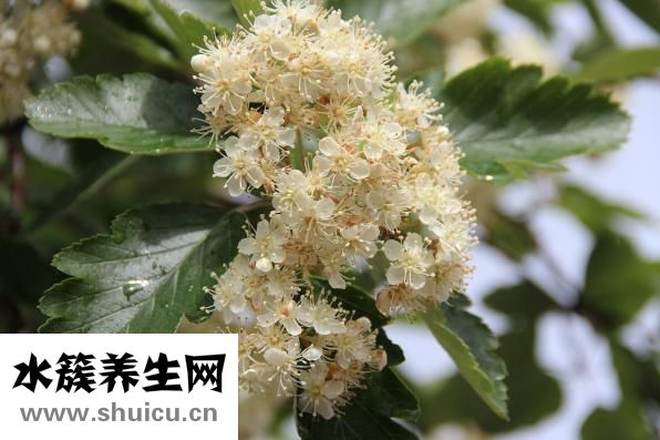 怎么选购黄鳝