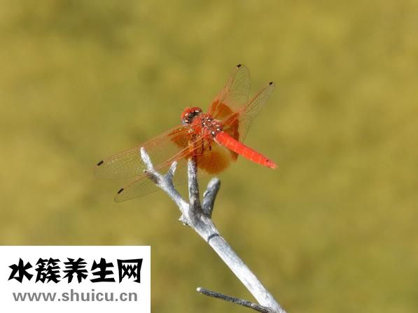 手上长冻疮怎么办？可以选择涂抹消炎杀菌药膏