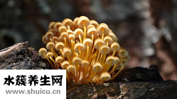 菌包怎么养