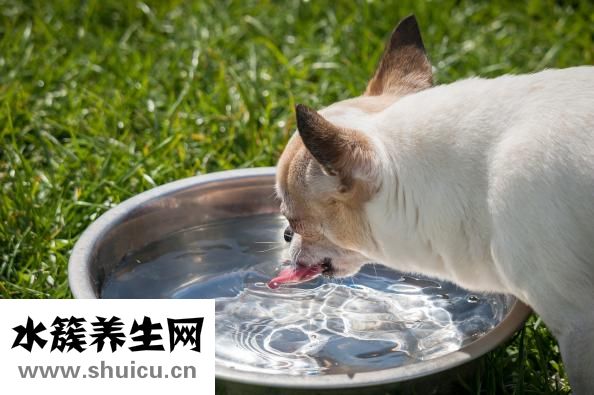 狗狗有钩虫怎么办