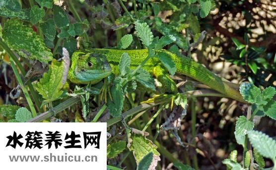 怎么在肚子里养蛔虫