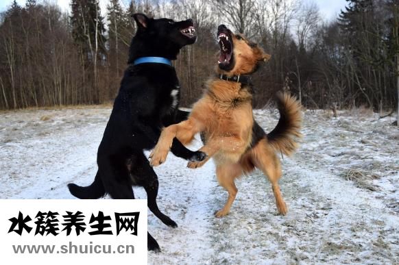 泰迪很凶怎么办