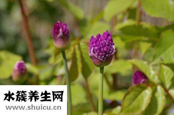 韭菜籽炎黄怎么做