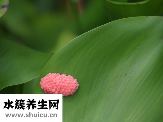怎么在肚子里养蛔虫