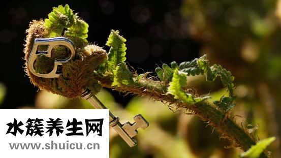 黑竹笋怎么泡发