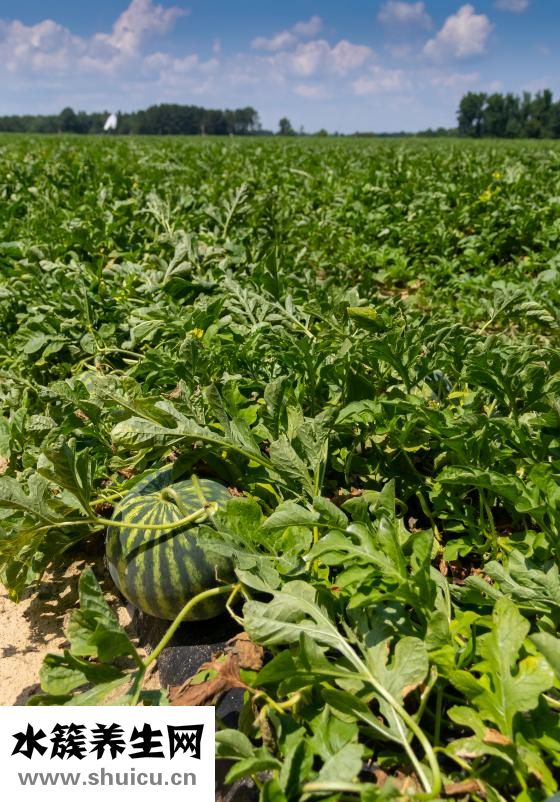 西瓜怎么切方便