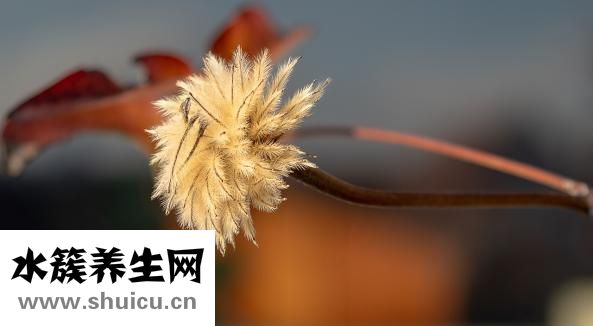 松毛怎么吃