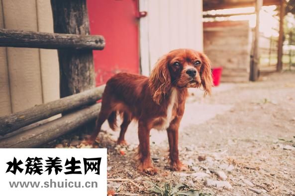 狗狗有钩虫怎么办