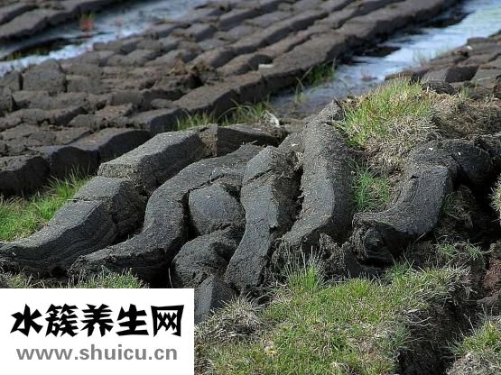 断奶时麦芽怎么吃