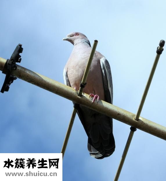 怎么养雏鸟