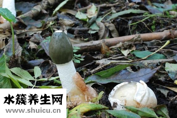 怎么试出蘑菇