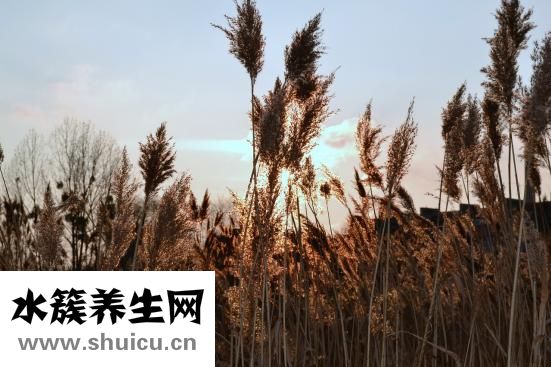 水草花怎么织