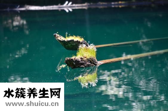 水草花怎么织