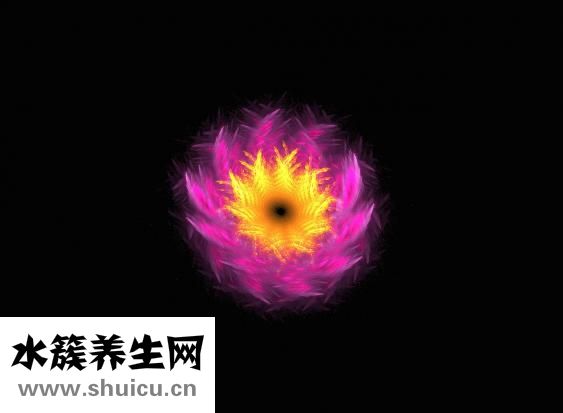 紫山芋怎么挑
