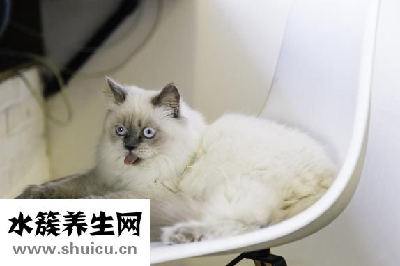 被猫咬伤了怎么办