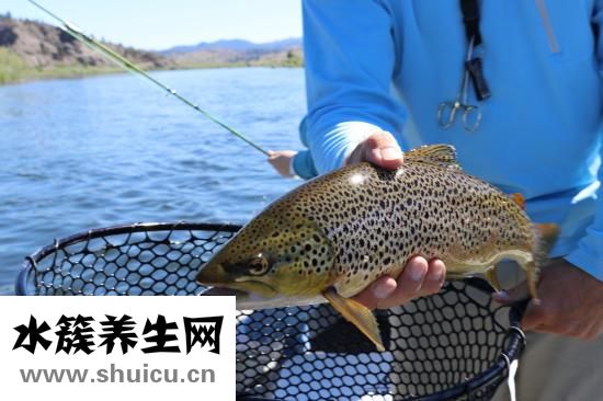 小鹅怎么养殖技术