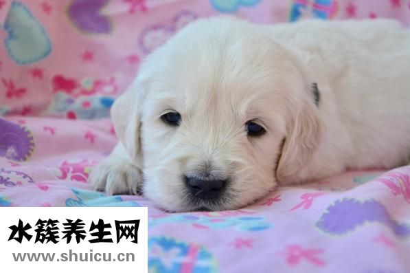怎么让狗狗跟我亲
