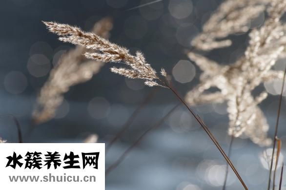 怎么判断种子的好坏