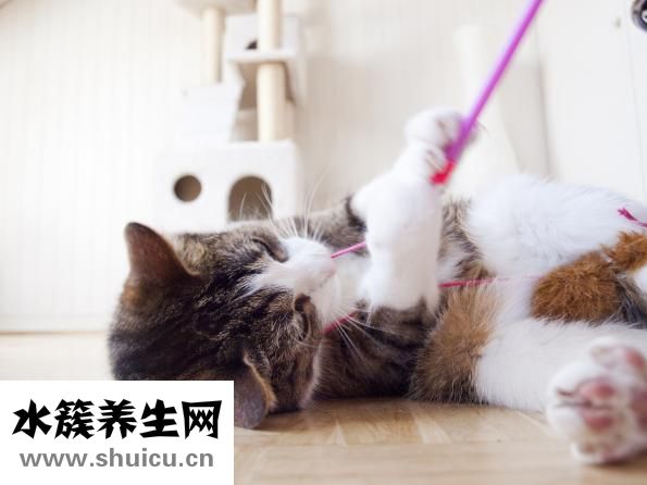 被猫咬伤了怎么办