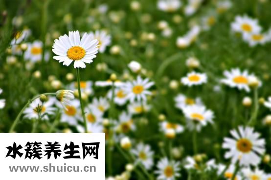 白菜皮蛋汤怎么做