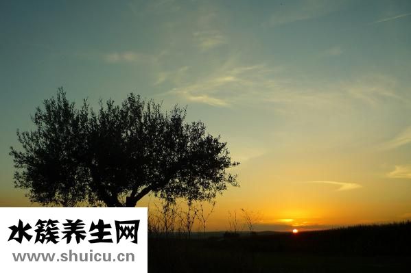羊头怎么煮好吃