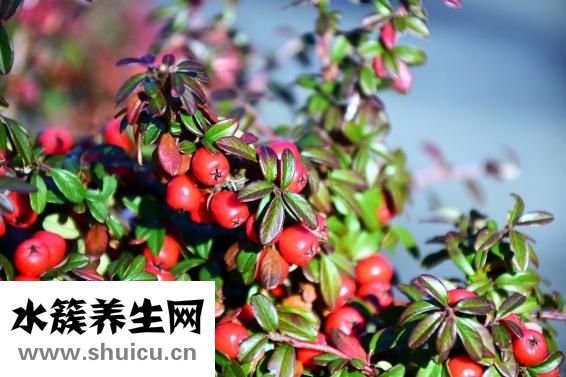 结肠出血怎么办？专家：生活中应避免肛门感染