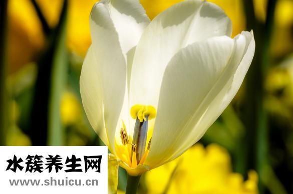 陛下驾到成就怎么做