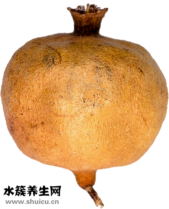看石榴怎么养