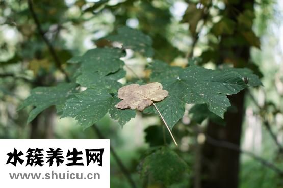 水草烂叶怎么办