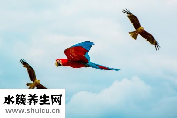 陛下驾到成就怎么做