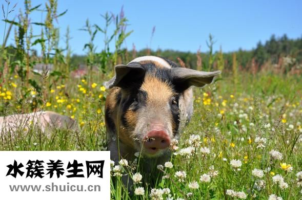 孕晚期一定要注意饮食不要吃辛辣油腻食物
