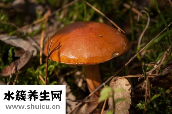 怎么试出蘑菇