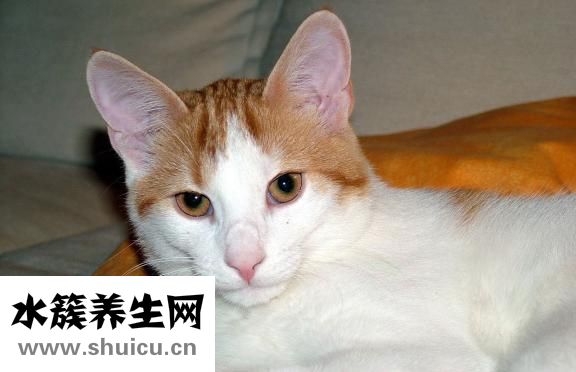 被猫咬伤了怎么办