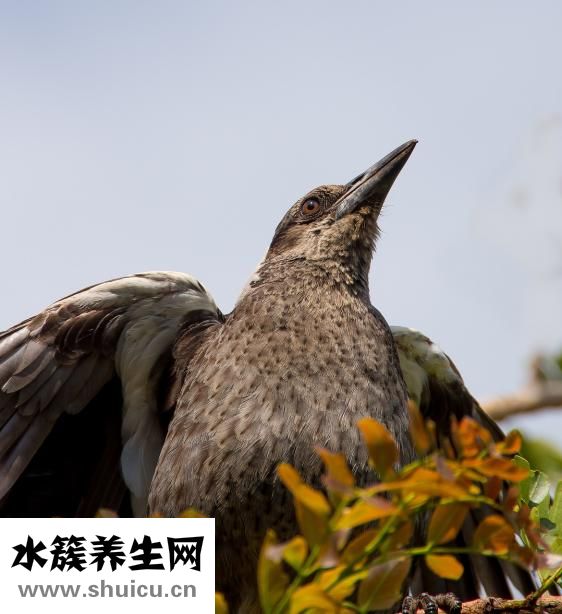 怎么养喜鹊