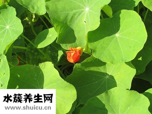 紫金花的怎么养